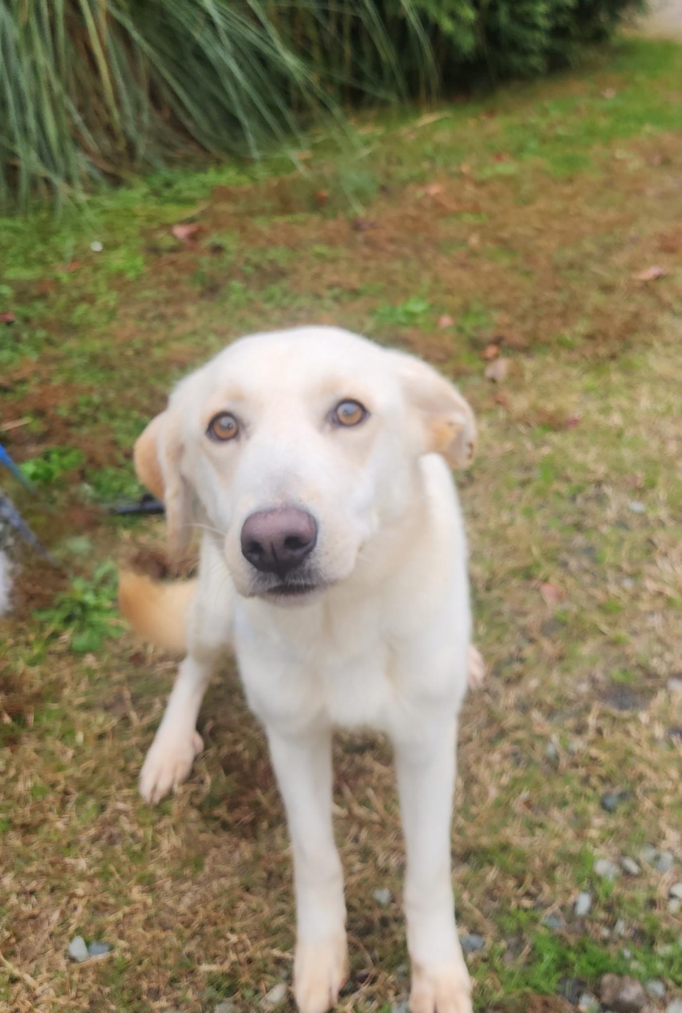 Enlarge Emma, a ADOPTABLE mixed breed in Manhasset, NY image 5/5