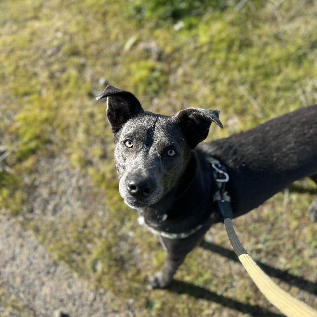 Enlarge ROCKET J, a Adoptable Chesapeake Bay Retriever in Chico, CA image 1/6