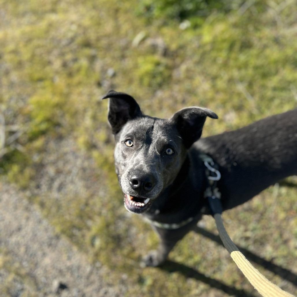 Enlarge ROCKET J, a Adoptable Chesapeake Bay Retriever in Chico, CA image 2/6