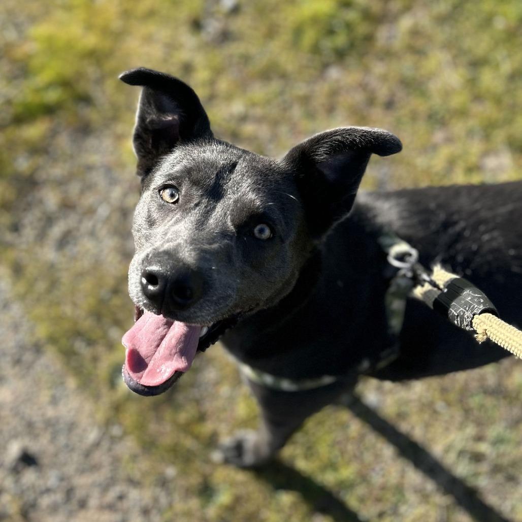 Enlarge ROCKET J, a Adoptable Chesapeake Bay Retriever in Chico, CA image 4/6