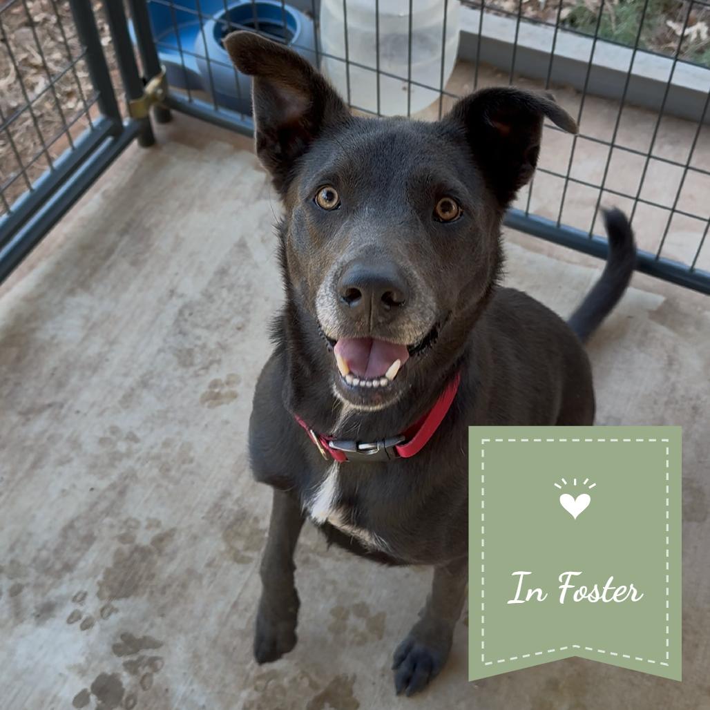 Enlarge ROCKET J, a Adoptable Chesapeake Bay Retriever in Chico, CA image 5/6