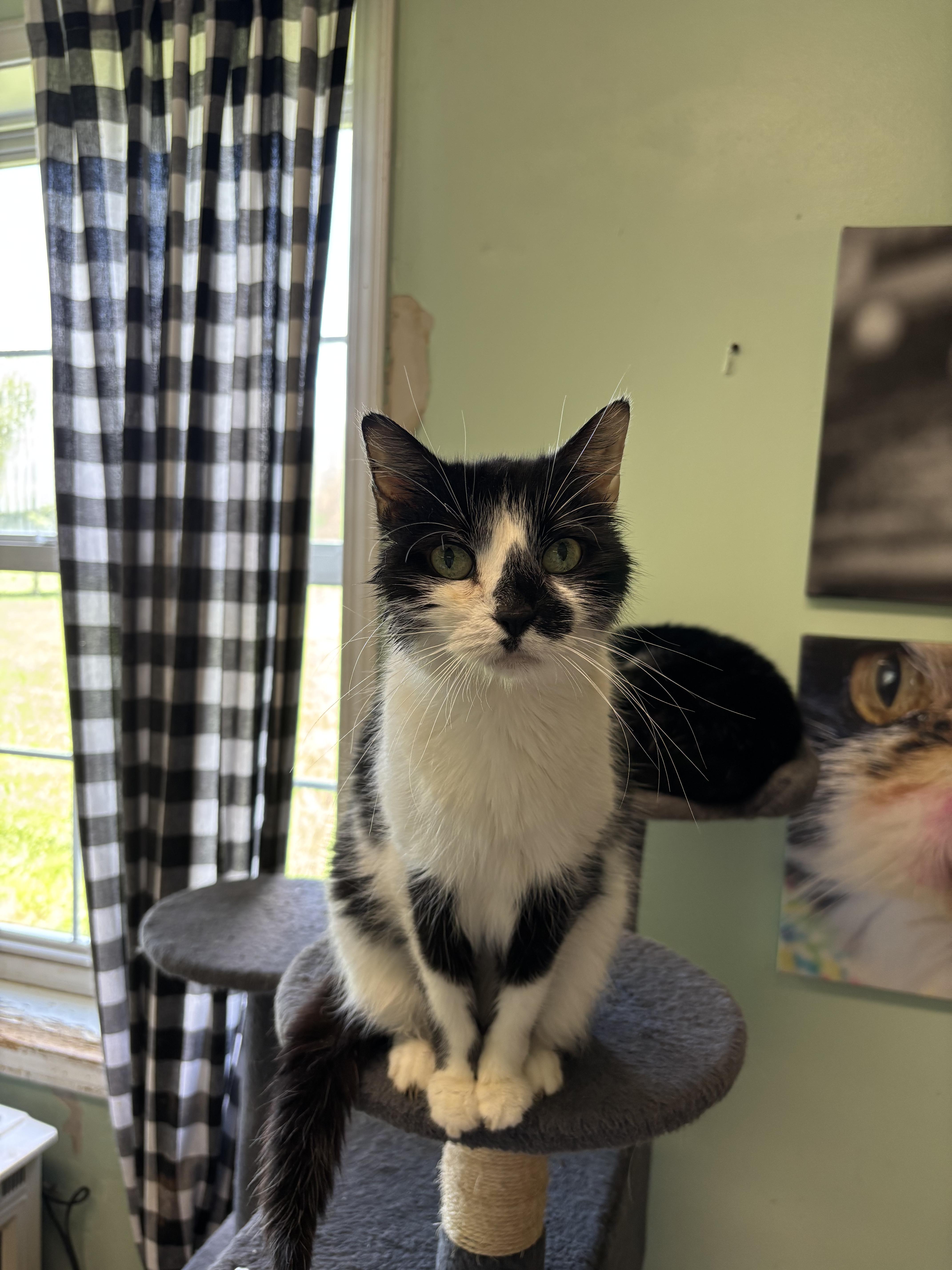 Enlarge Kali, a Adoptable Domestic Short Hair in Franklin, IN image 1/1