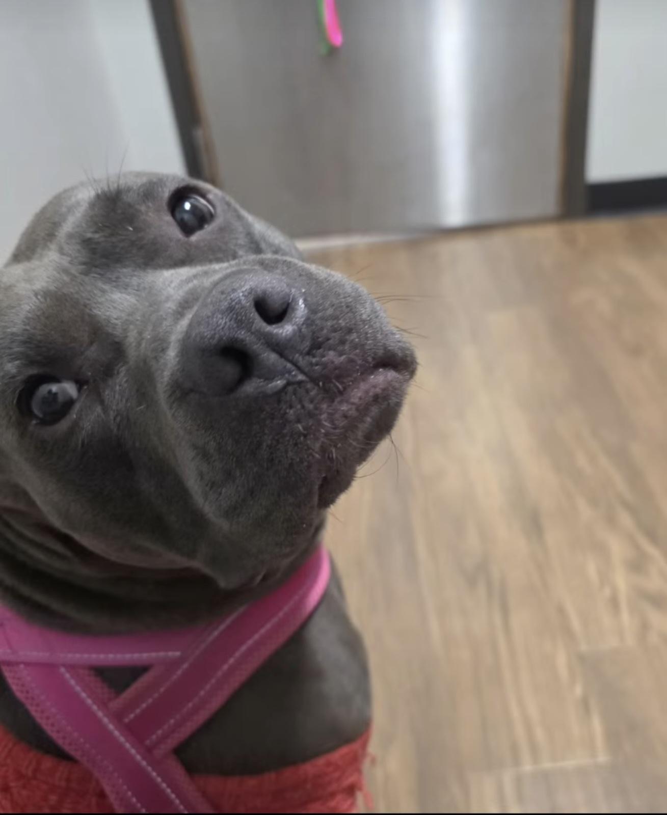 Enlarge Samantha, a ADOPTABLE American Staffordshire Terrier in Nashville, TN image 3/3