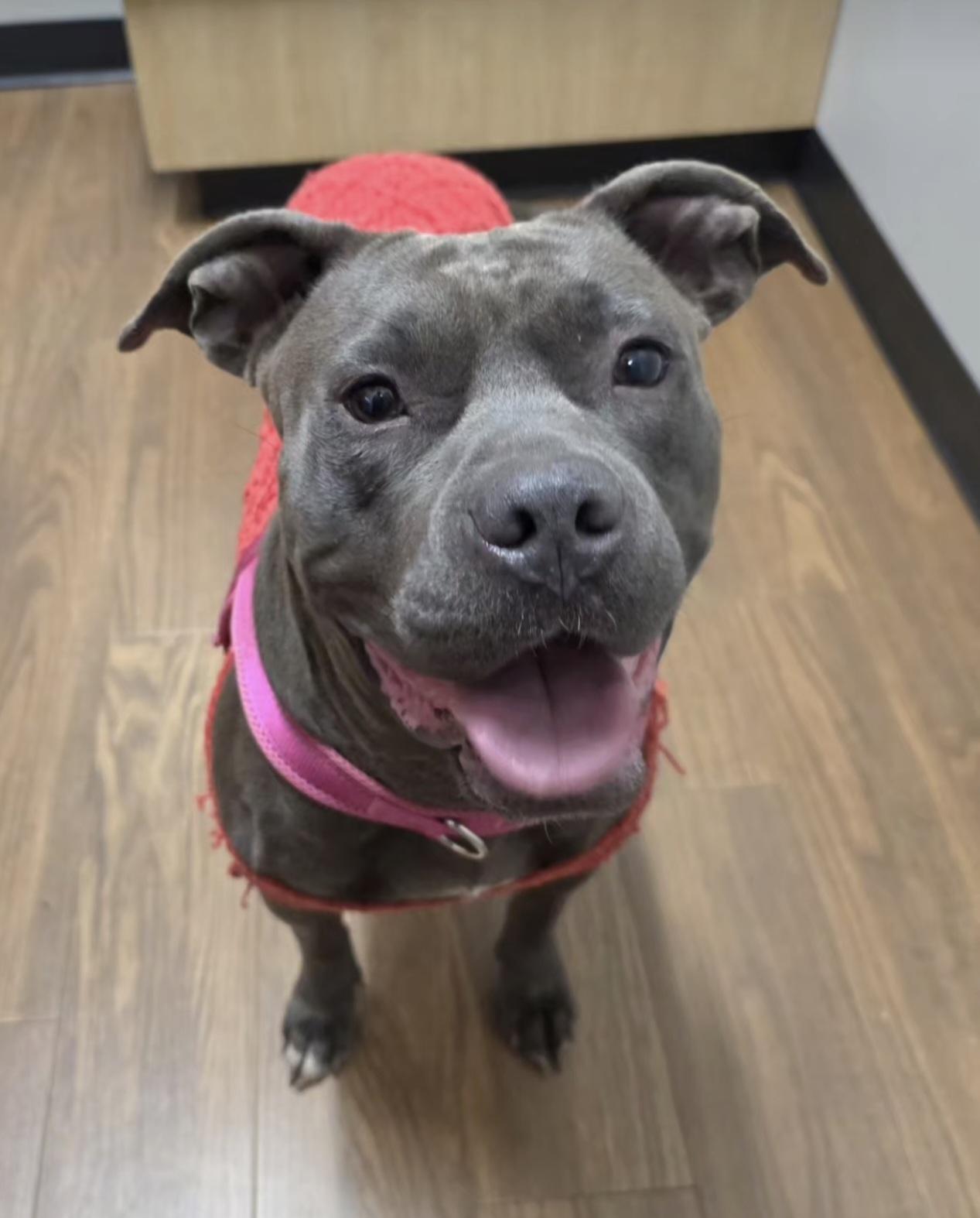 Samantha, ADOPTABLE, Adult Female American Staffordshire Terrier.