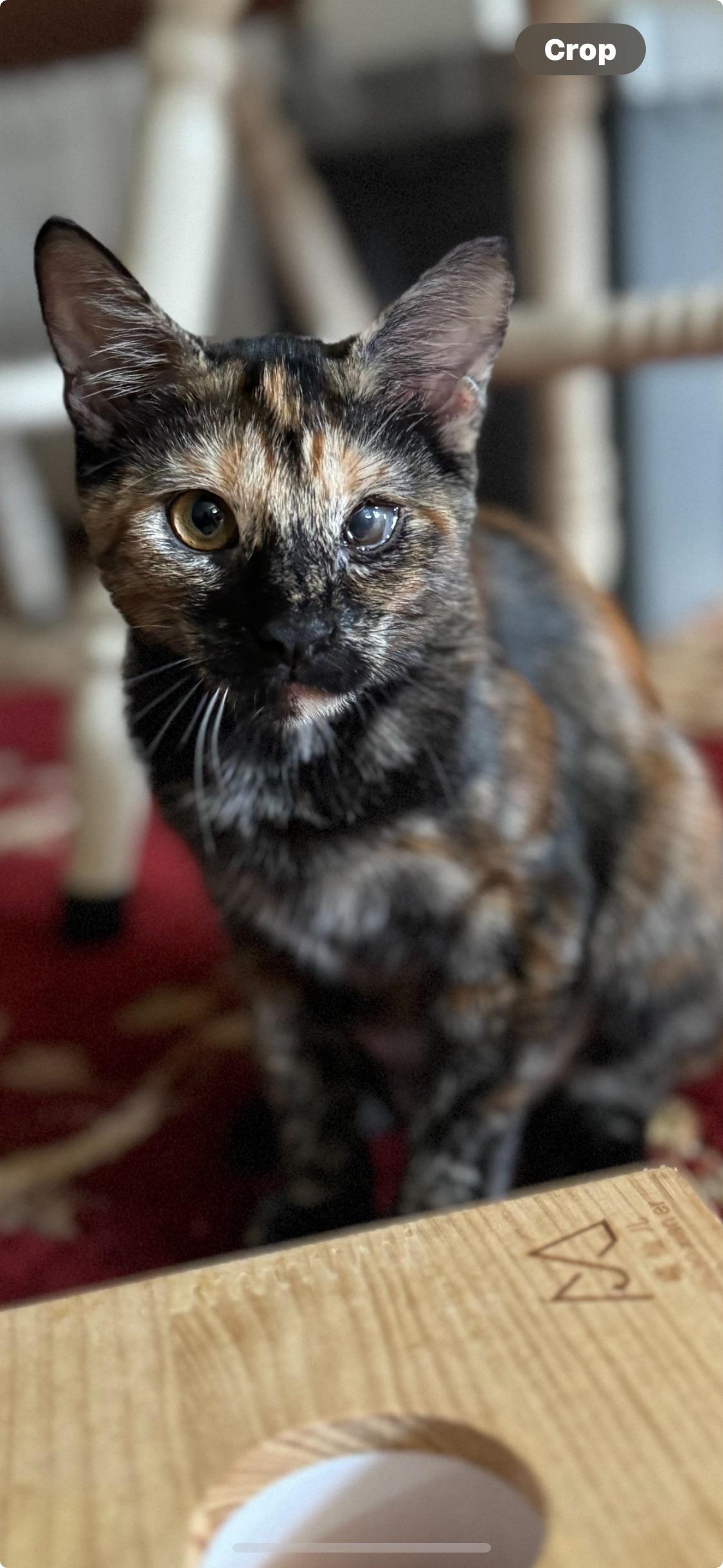 Andy & Remi, Adoptable, Young Male Domestic Short Hair.