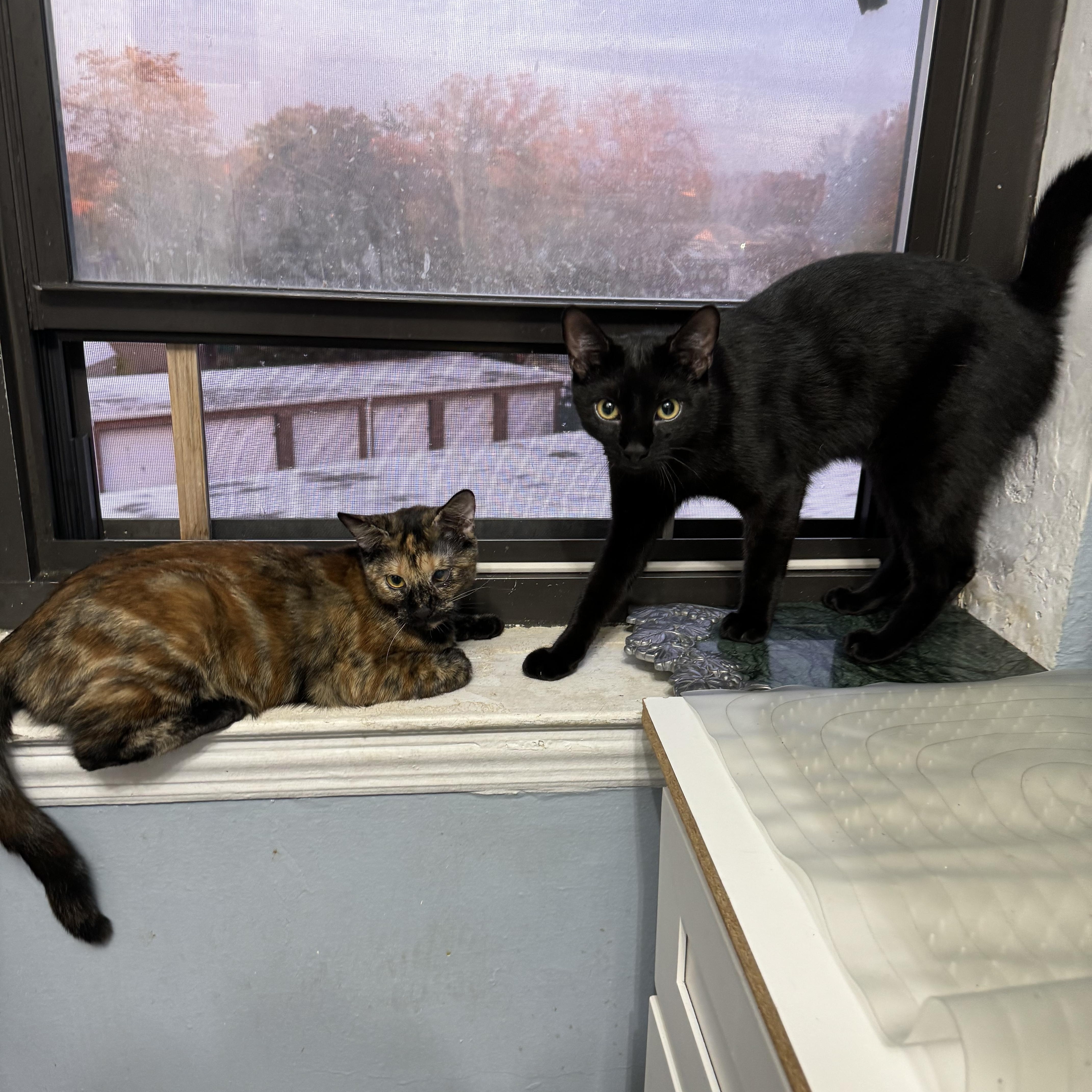 Andy & Remi Domestic Short Hair Cat