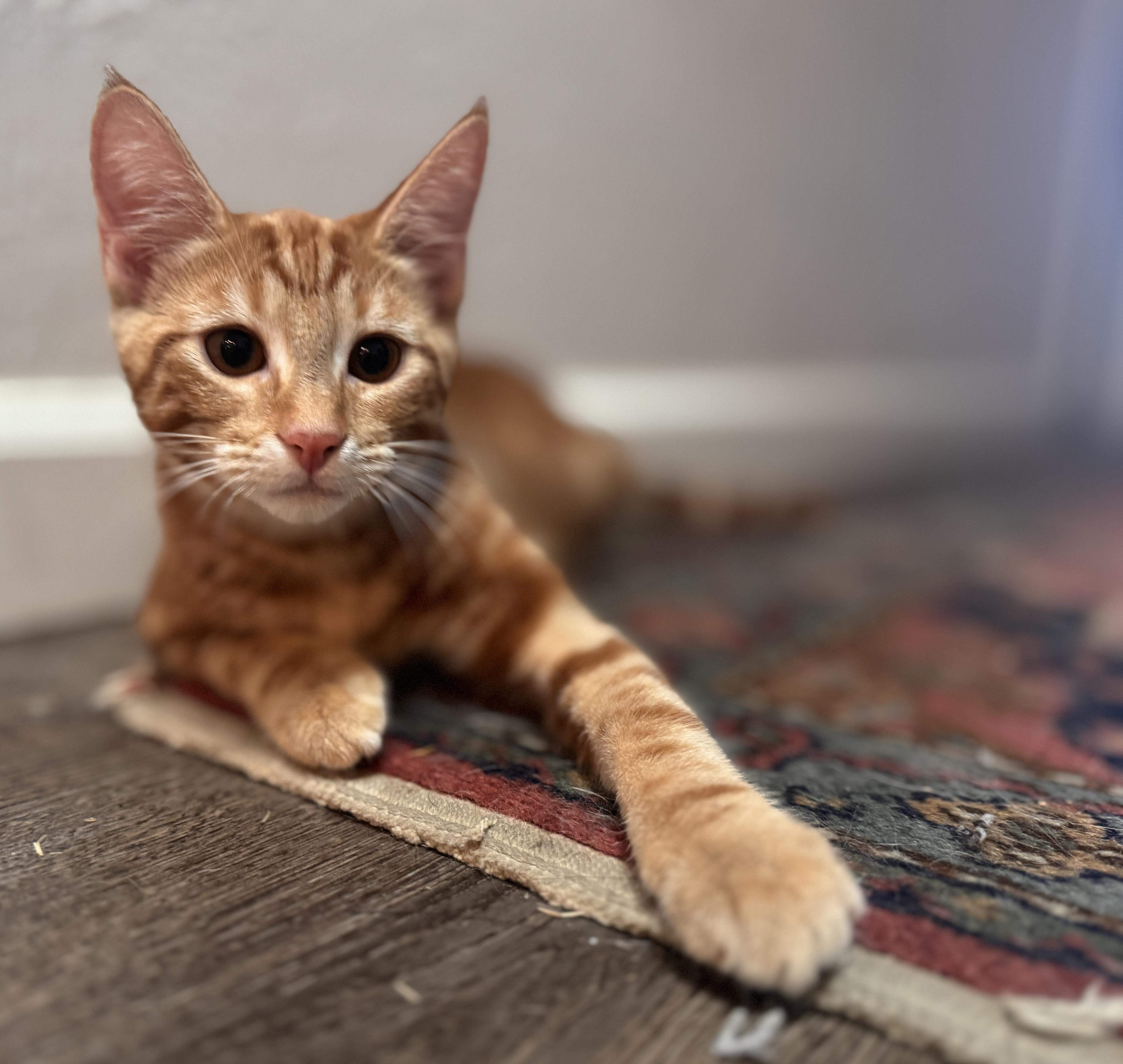 Max, a Adoptable Tabby image 3/6