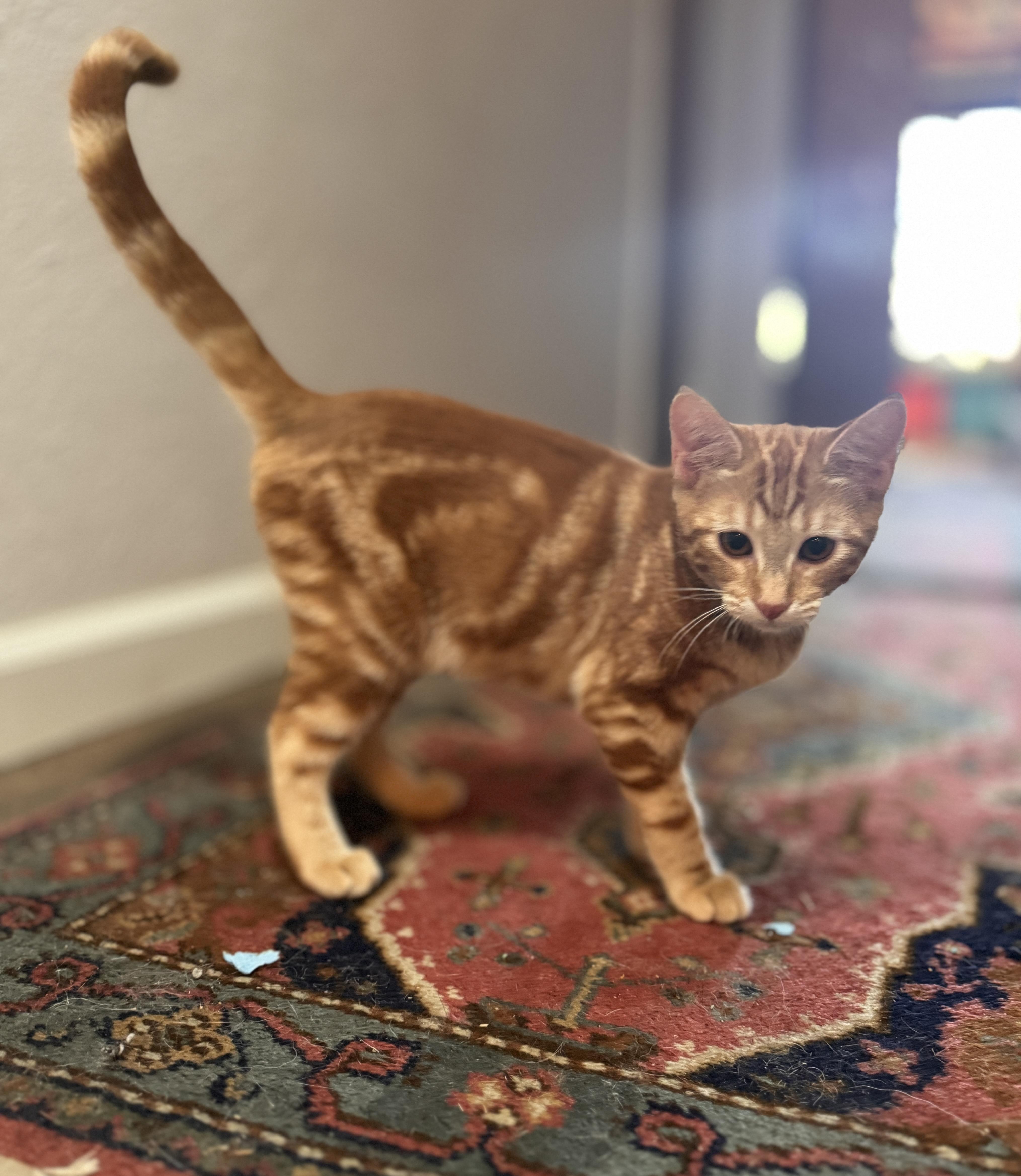 Max, a Adoptable Tabby image 2/6