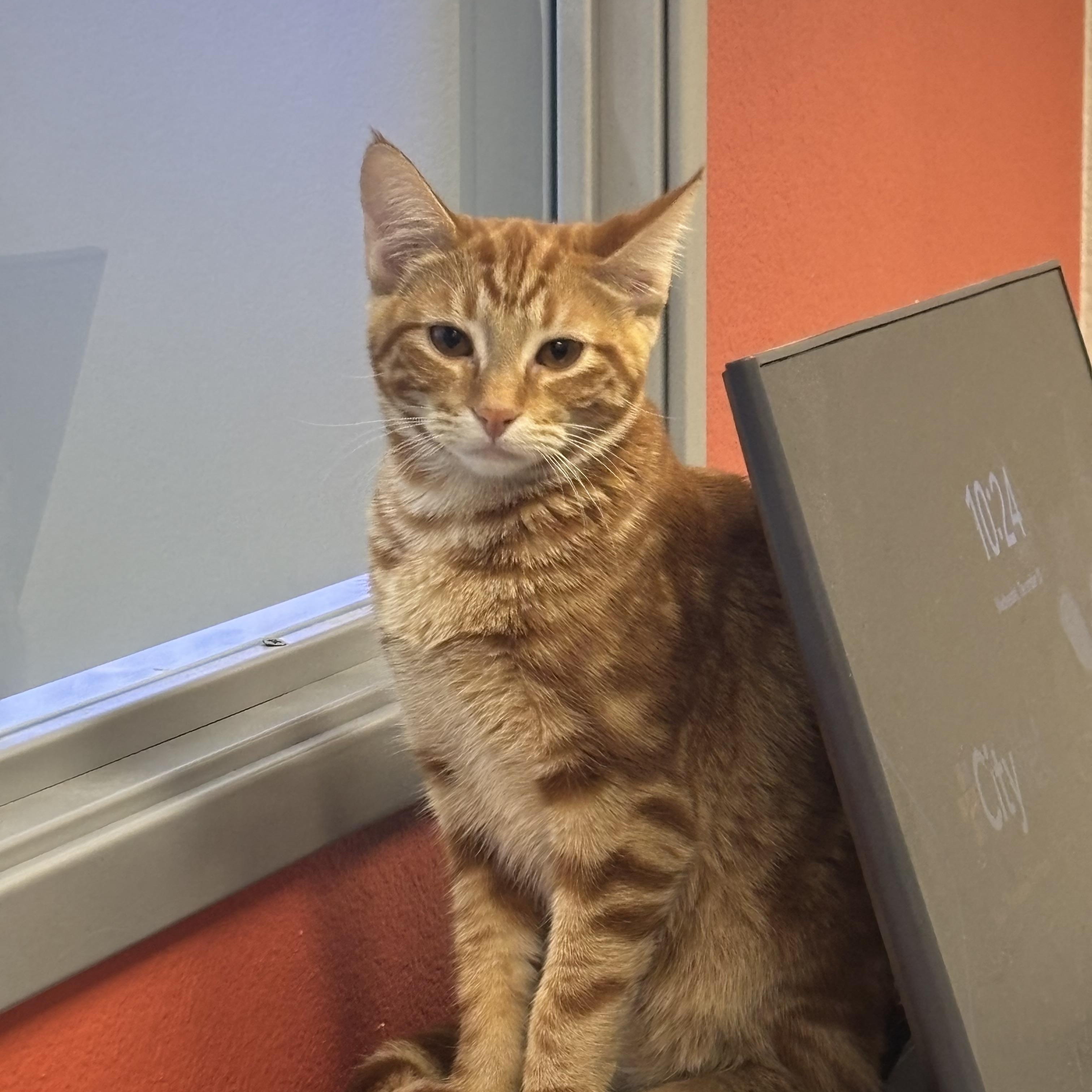 Enlarge Maxine, a Adoptable Tabby in Coppell, TX image 1/3