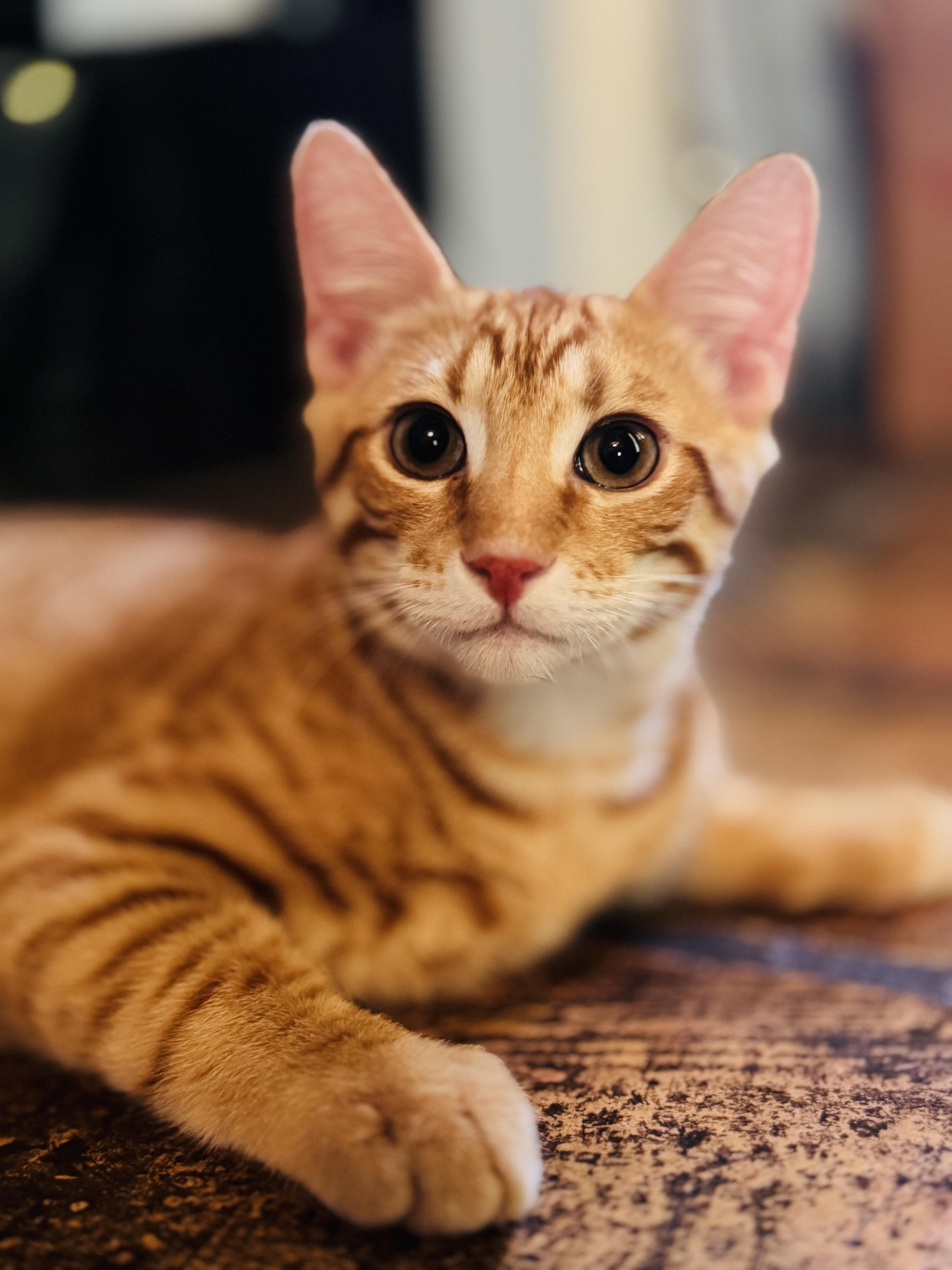 Max, a Adoptable Tabby image 1/6