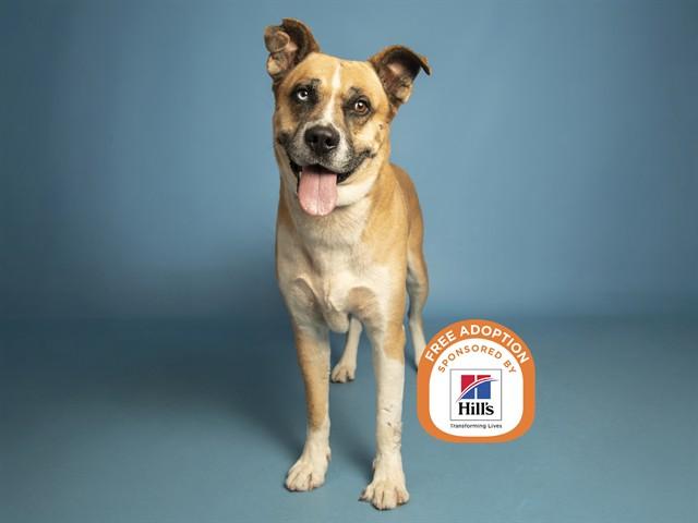 Enlarge GOOSE, a Adoptable mixed breed in Phoenix, AZ image 2/2