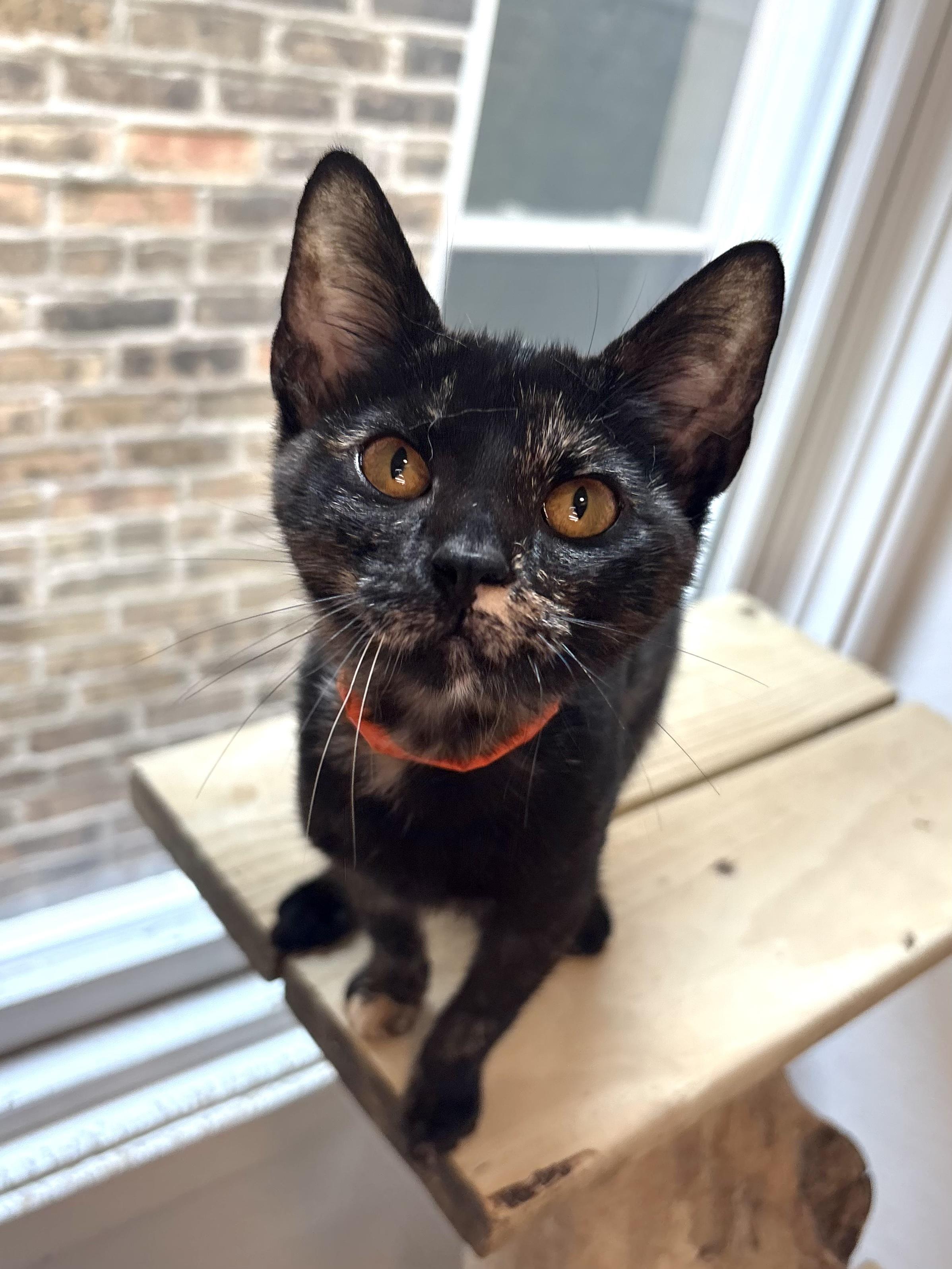 Dahlia, Adoptable, Kitten Female Domestic Short Hair.