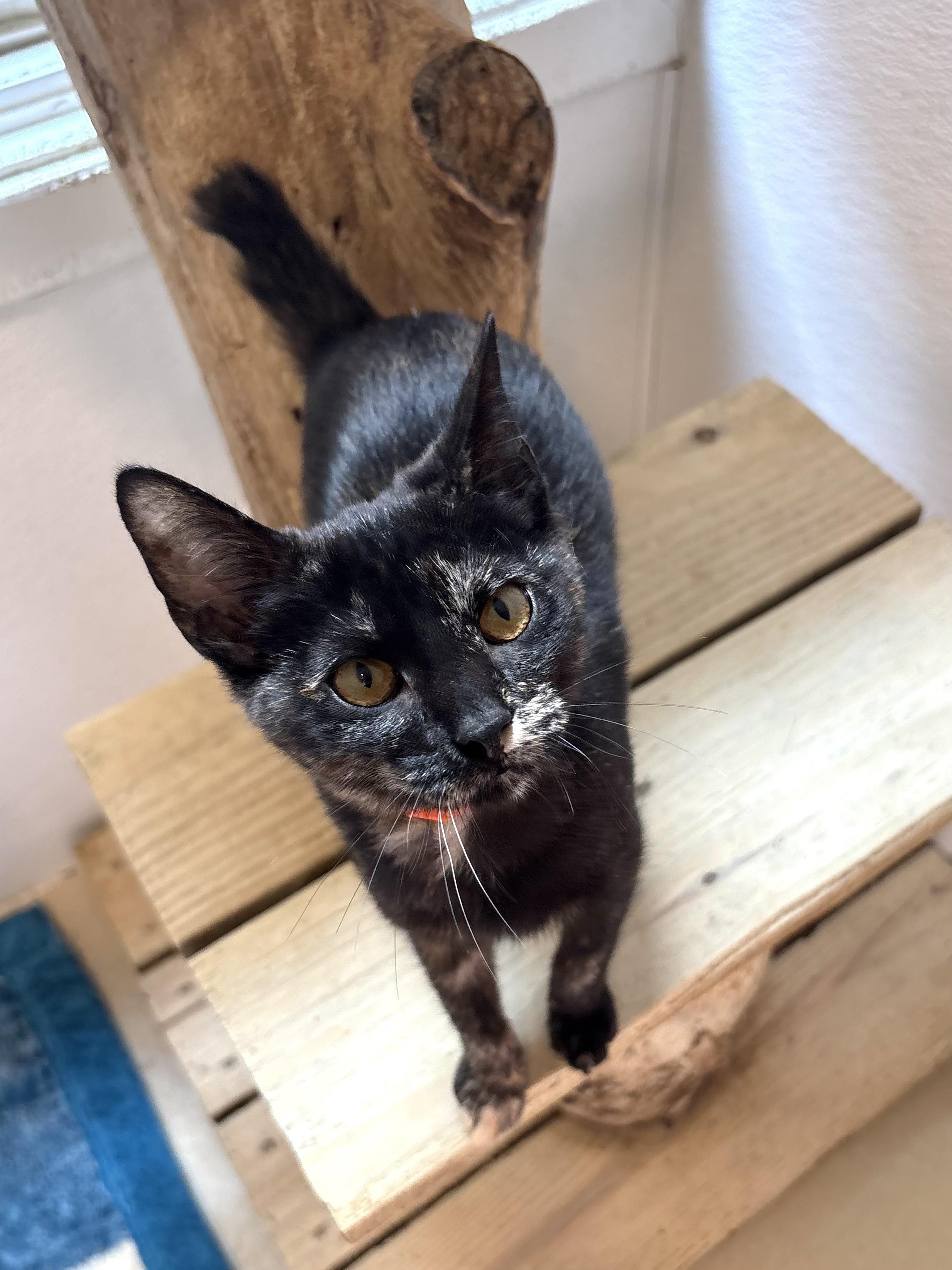 Enlarge Dahlia, a Adoptable Domestic Short Hair in Chicago, IL image 4/4
