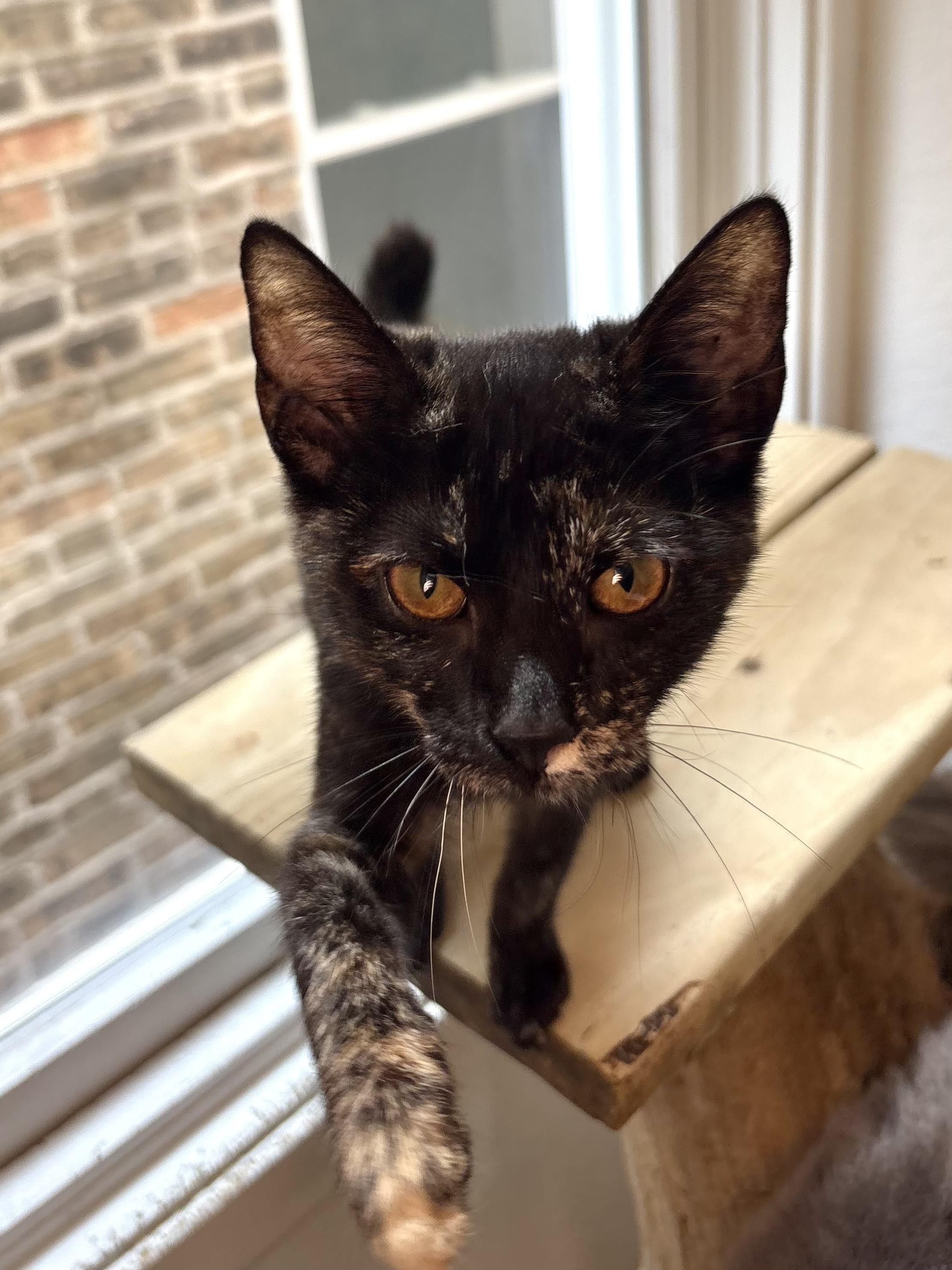 Enlarge Dahlia, a Adoptable Domestic Short Hair in Chicago, IL image 3/4