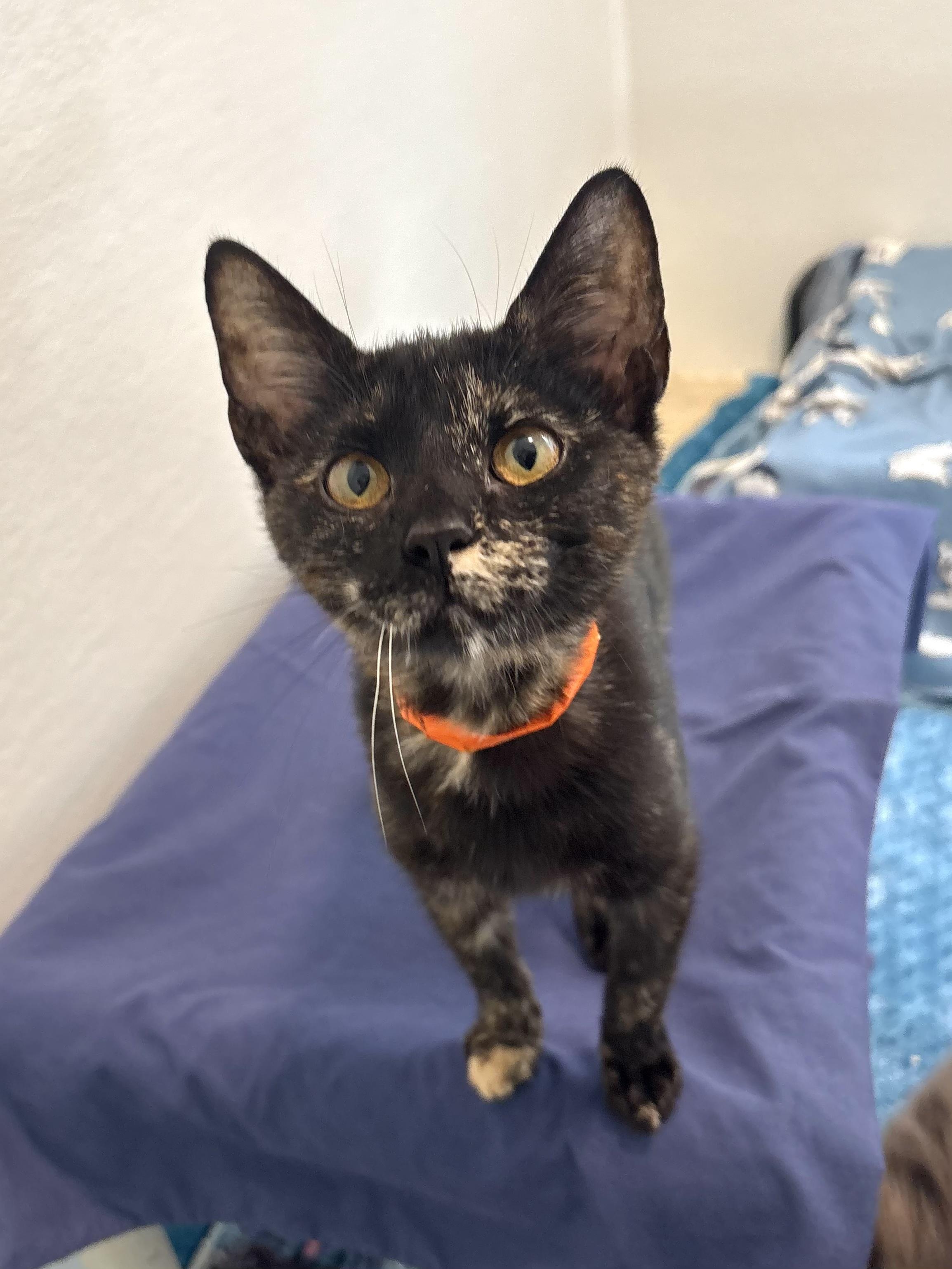 Enlarge Dahlia, a Adoptable Domestic Short Hair in Chicago, IL image 2/4