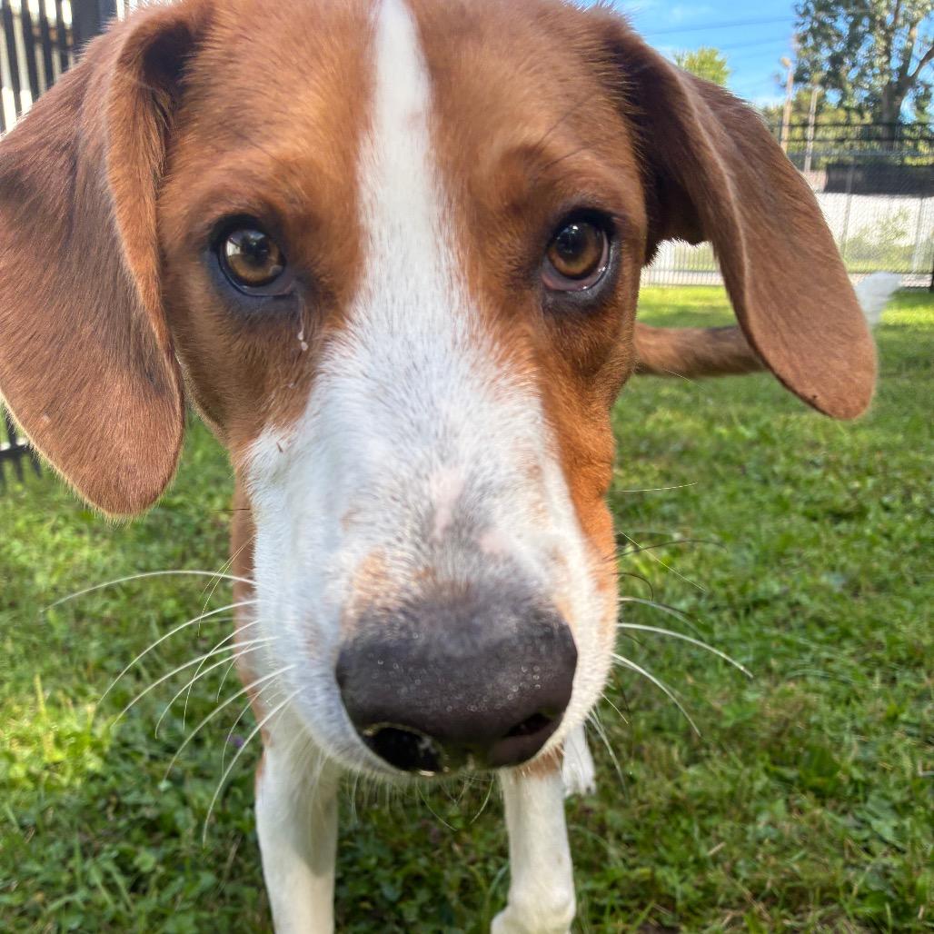 Enlarge Cooper, a Adoptable mixed breed in South Haven, MI image 1/6