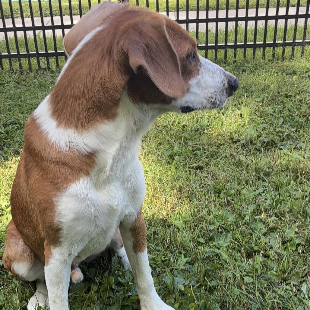 Enlarge Cooper, a Adoptable mixed breed in South Haven, MI image 2/6
