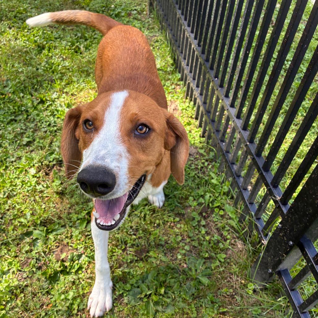 Enlarge Cooper, a Adoptable mixed breed in South Haven, MI image 3/6