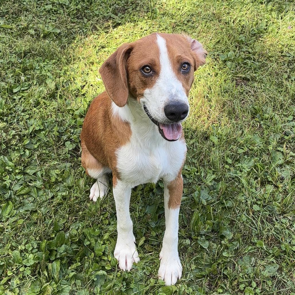 Enlarge Cooper, a Adoptable mixed breed in South Haven, MI image 4/6