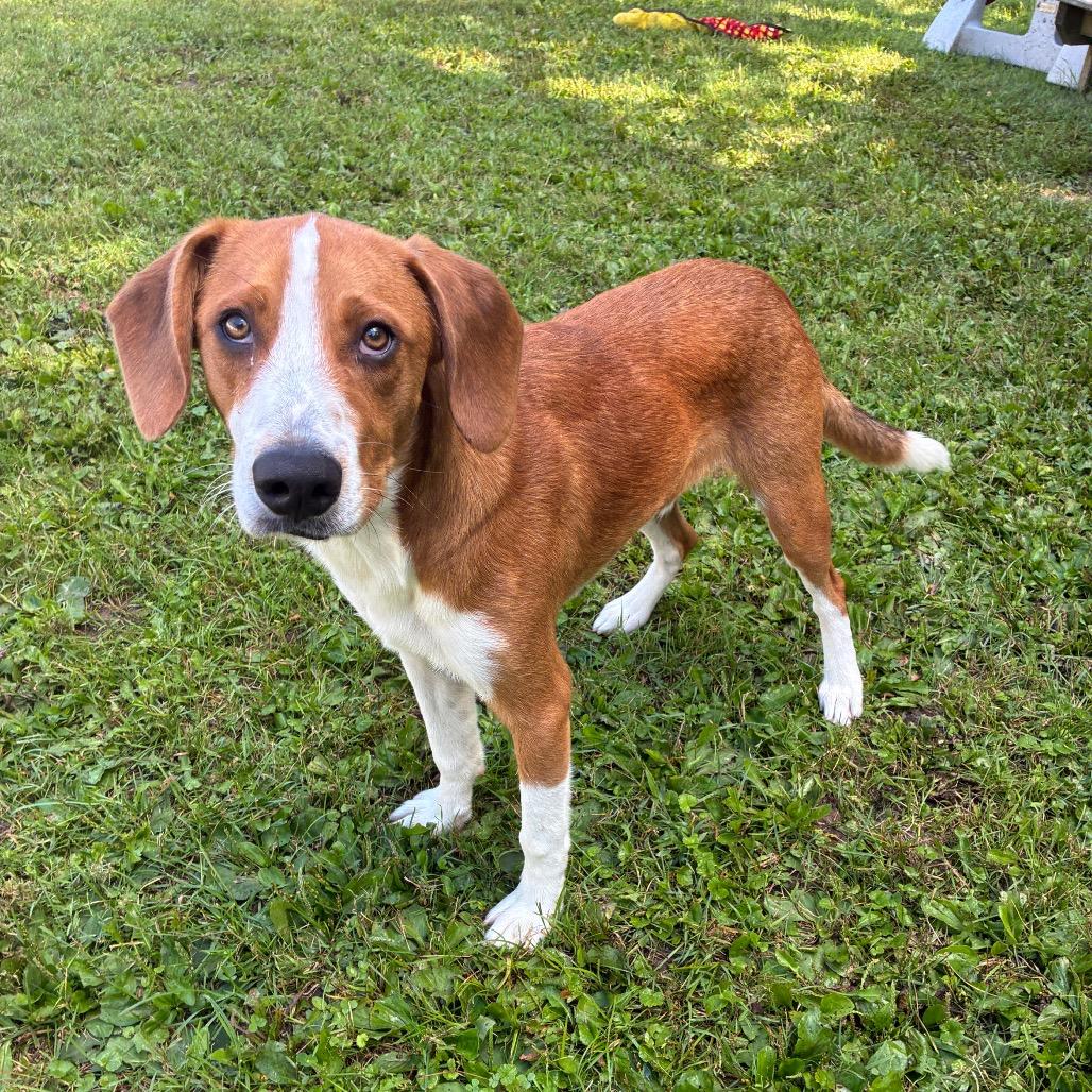 Enlarge Cooper, a Adoptable mixed breed in South Haven, MI image 5/6