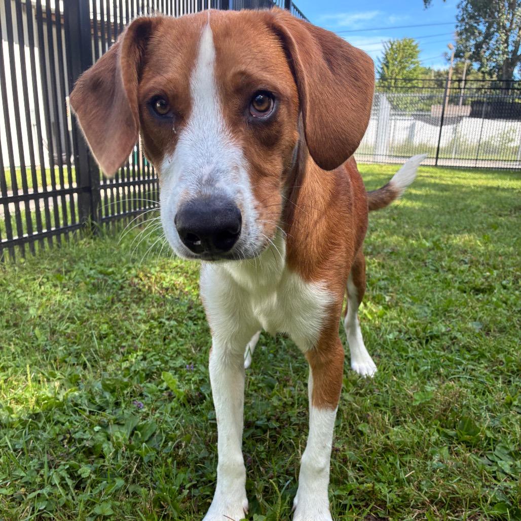 Enlarge Cooper, a Adoptable mixed breed in South Haven, MI image 6/6