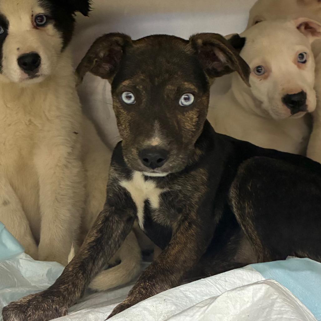 Harley, Adoptable, Puppy Female Mixed Breed.