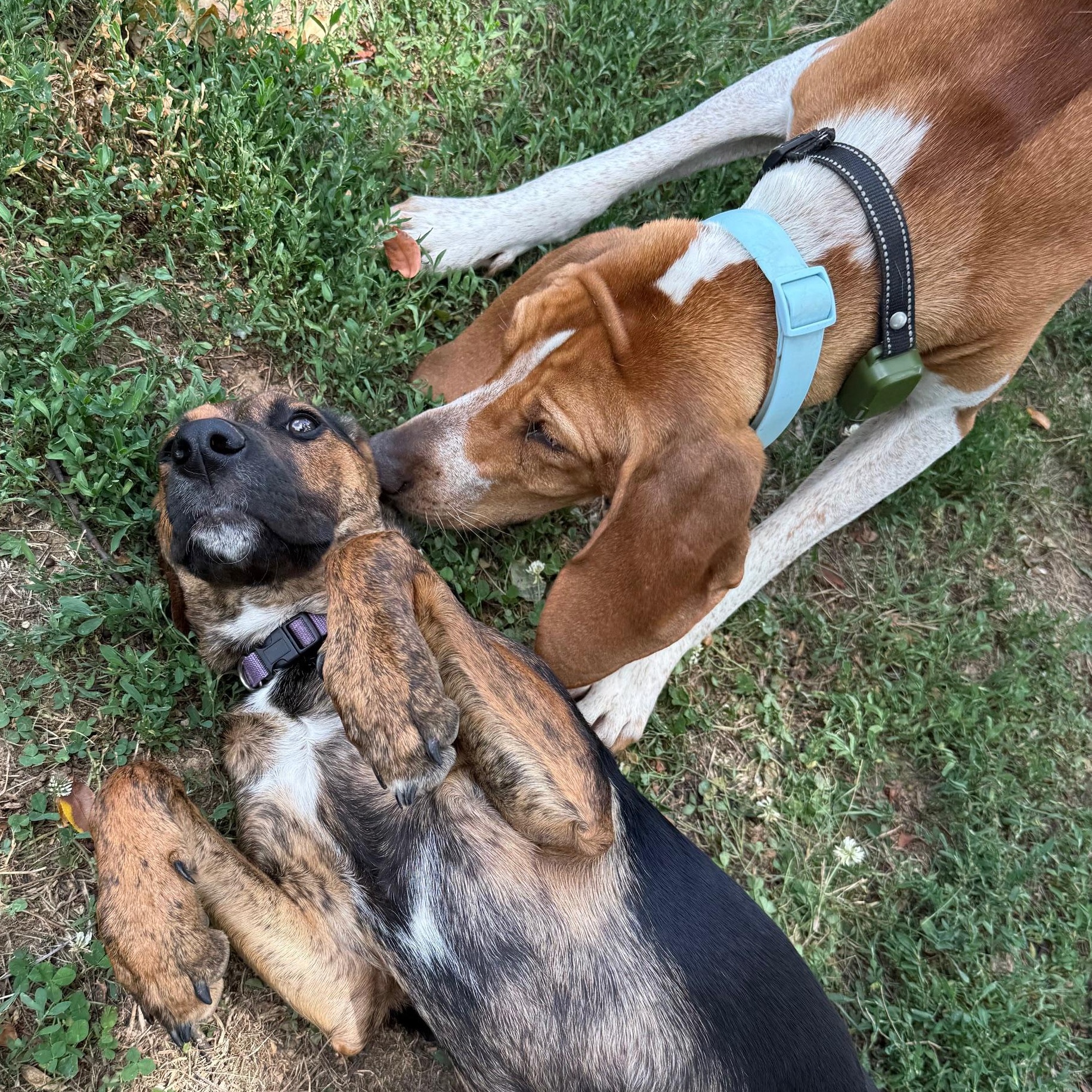 Chrissy, a Adoptable mixed breed in Richmond, VA image 3/6