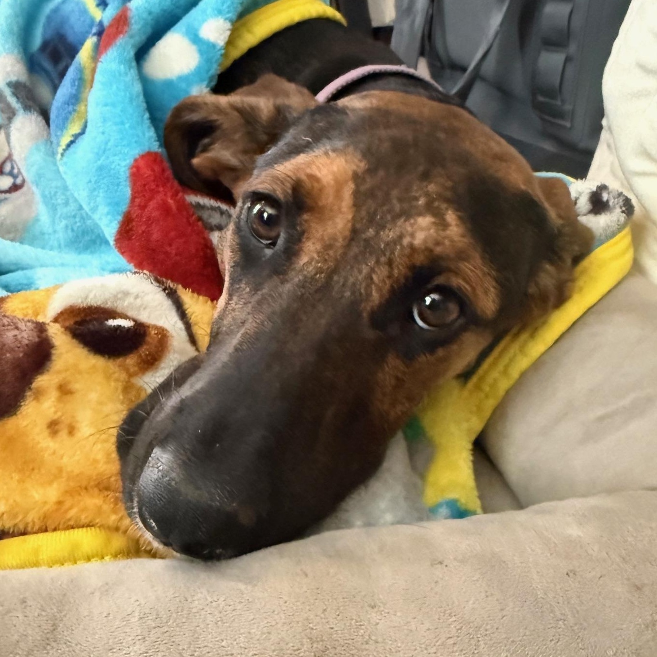 Chrissy, a Adoptable mixed breed in Richmond, VA image 4/6