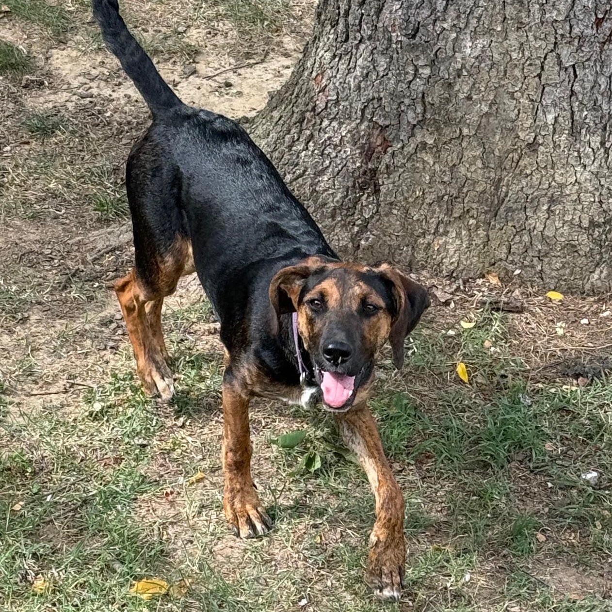 Chrissy, a Adoptable mixed breed in Richmond, VA image 5/6