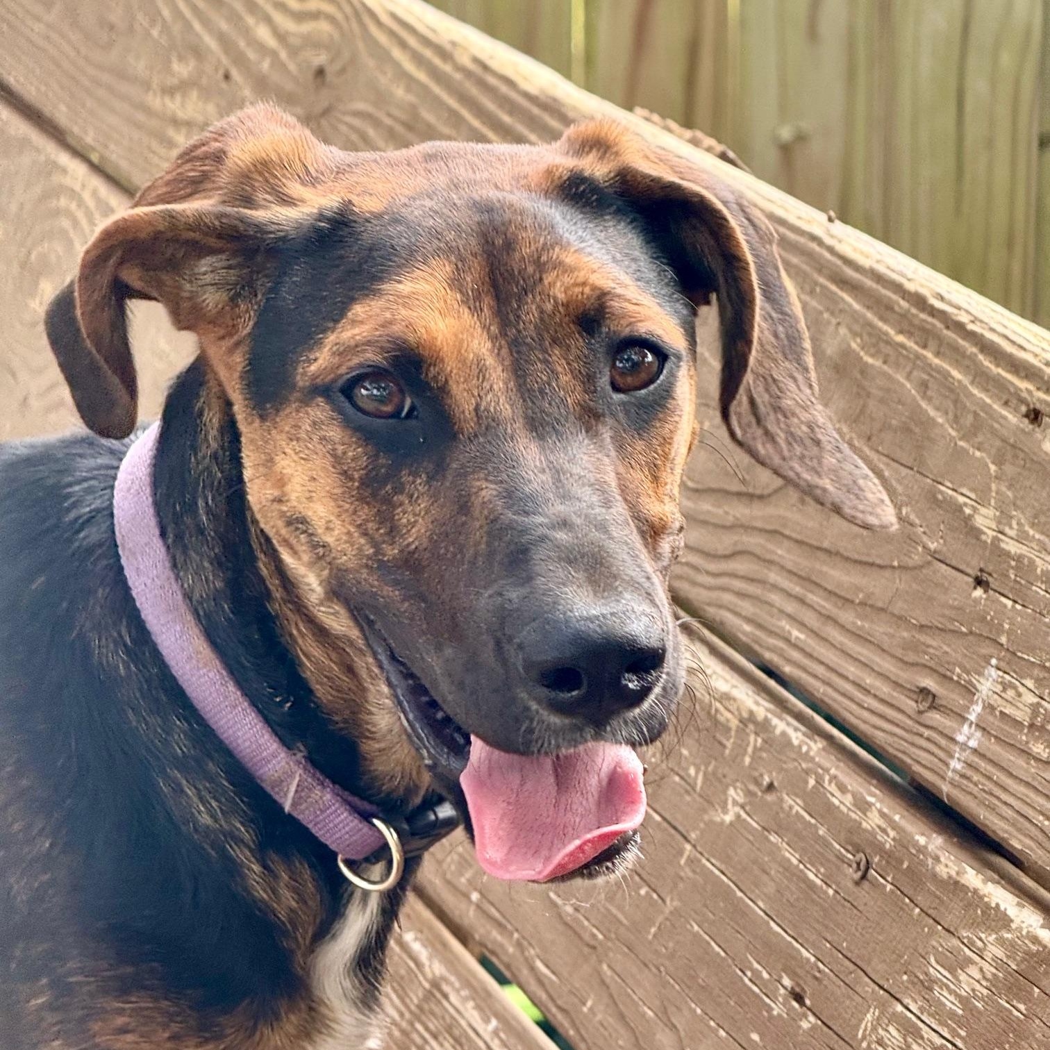 Chrissy, a Adoptable mixed breed in Richmond, VA image 1/6