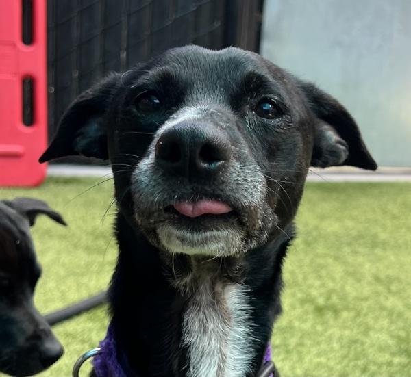Enlarge Kobe Bryant Jr, a Adoptable mixed breed in El Cajon, CA image 1/1