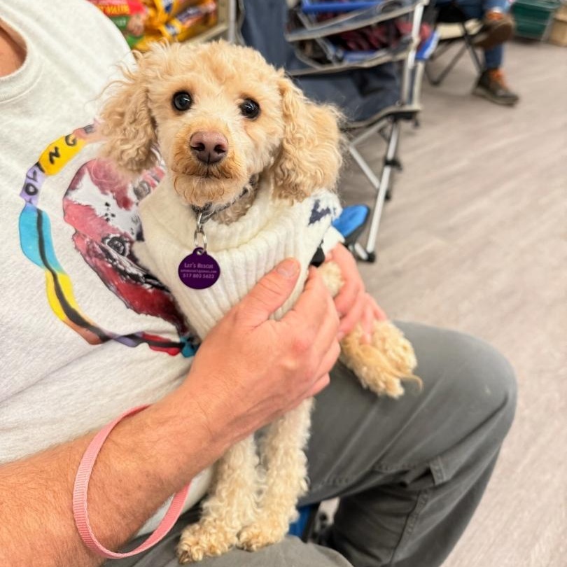 Enlarge Rusty - COMING SOON , a Adoptable Miniature Poodle in Fowlerville, MI image 1/1