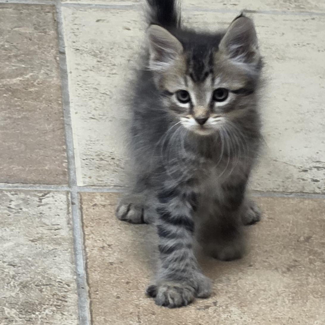 Big Foot, adoptable, Kitten Male Domestic Short Hair & Tabby.