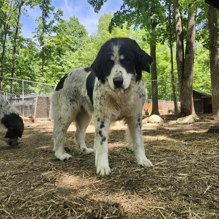 Enlarge Stella, an adoptable mixed breed in Addison, ON image 2/5