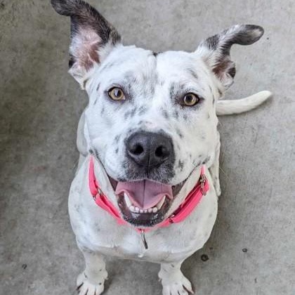 Pinto, adopted, Adult Female Pit Bull Terrier.