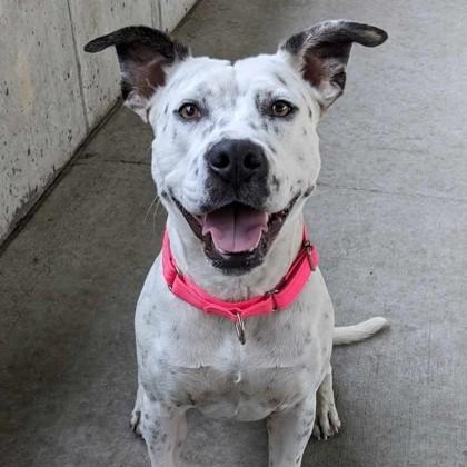 Enlarge Pinto, an adopted mixed breed in Springfield, MO image 2/4