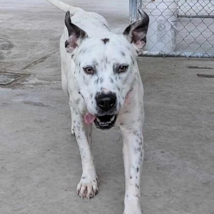 Enlarge Pinto, an adopted mixed breed in Springfield, MO image 4/4