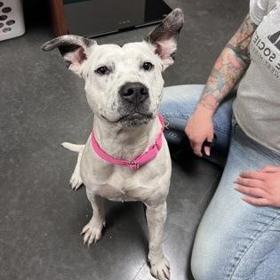 Enlarge Pinto, an adopted mixed breed in Springfield, MO image 3/4