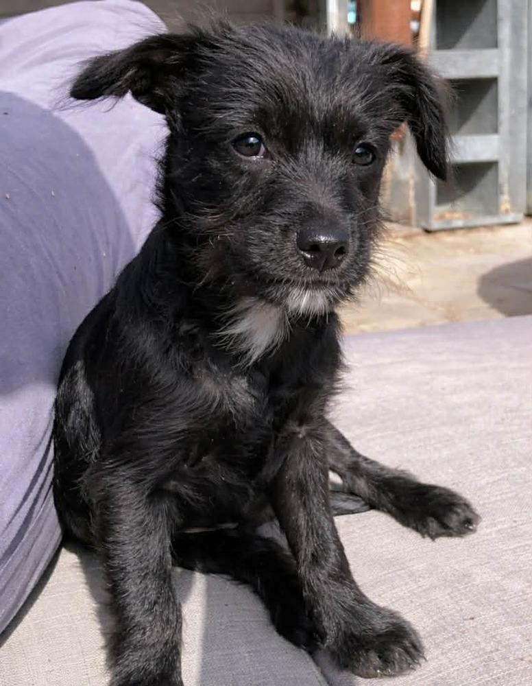 Enlarge Pitch, a Adoptable mixed breed in Boulder, CO image 2/2