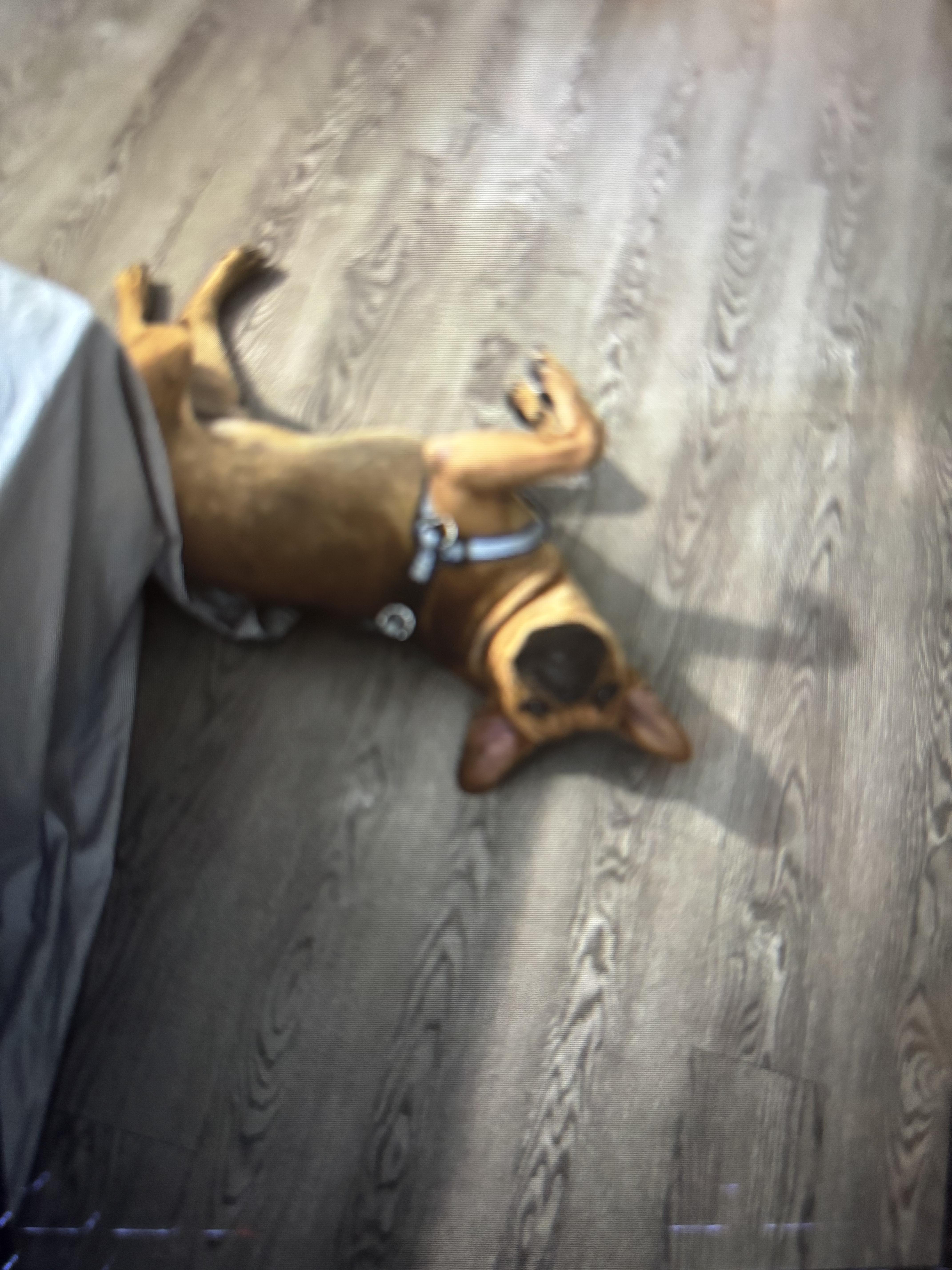 Bruno 3