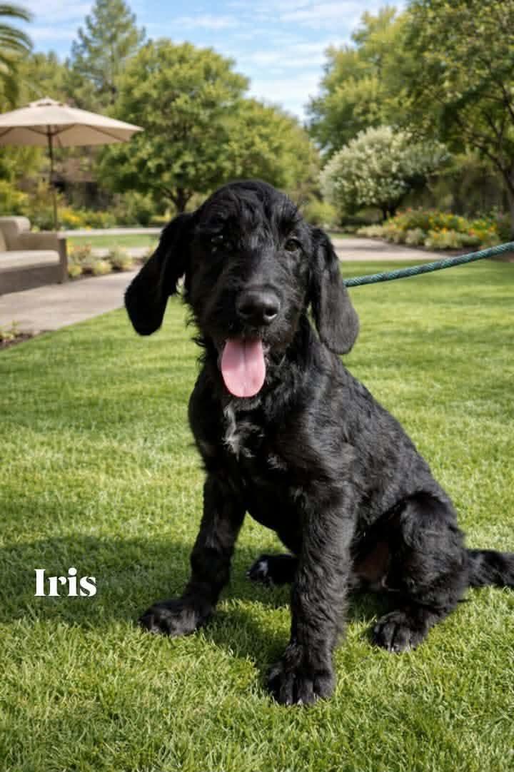 Enlarge Iris, an adopted mixed breed in Winter haven, FL image 1/1