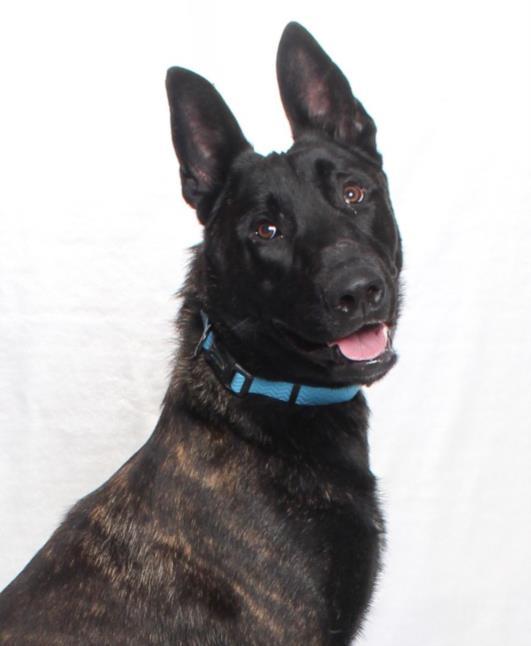 DUTCH, Adoptable, Young Male Belgian Shepherd / Malinois.