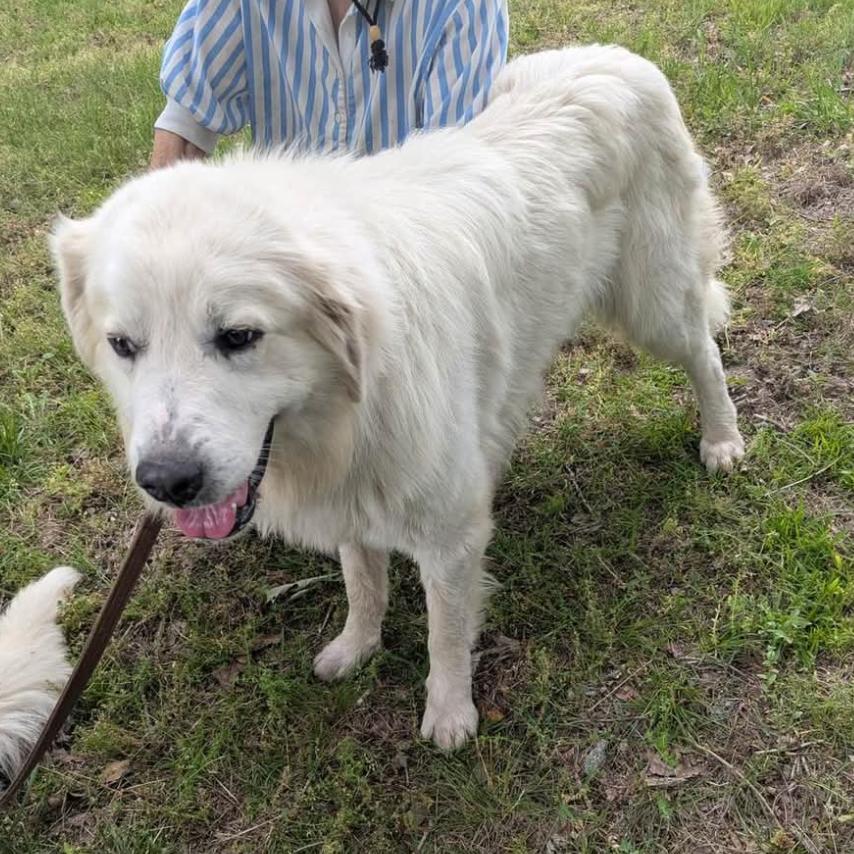 Link, Adoptable, Adult Male Great Pyrenees.