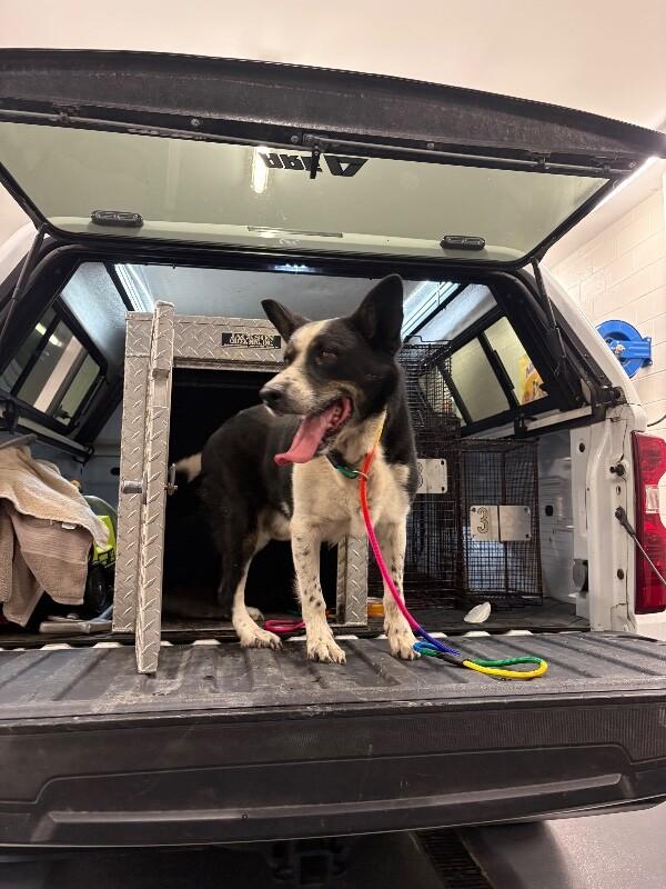 Enlarge Bandit-Pluto, a Adoptable Border Collie in Providence Forge, VA image 1/1