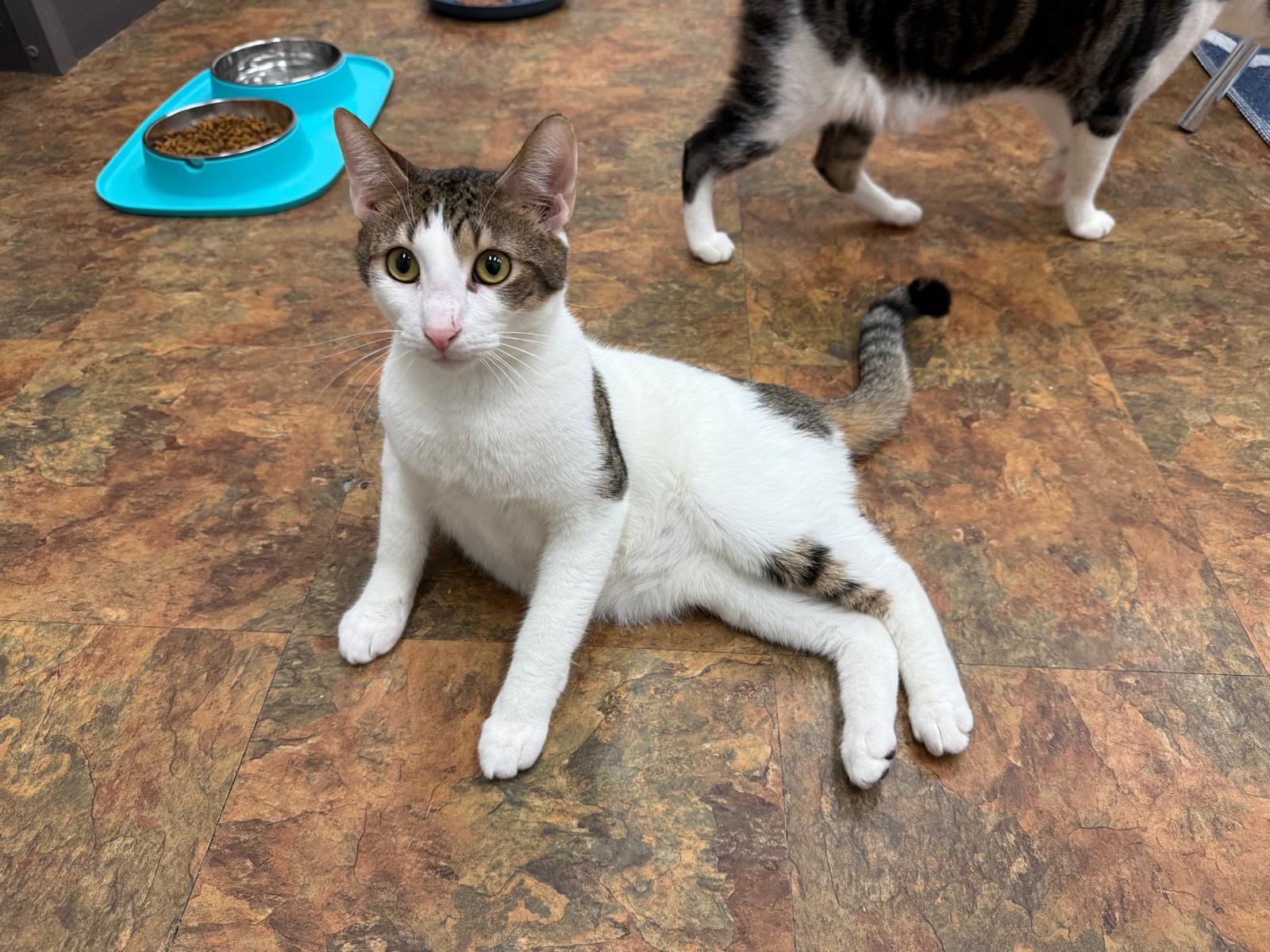 Spot, Adoptable, Young Male Domestic Short Hair.