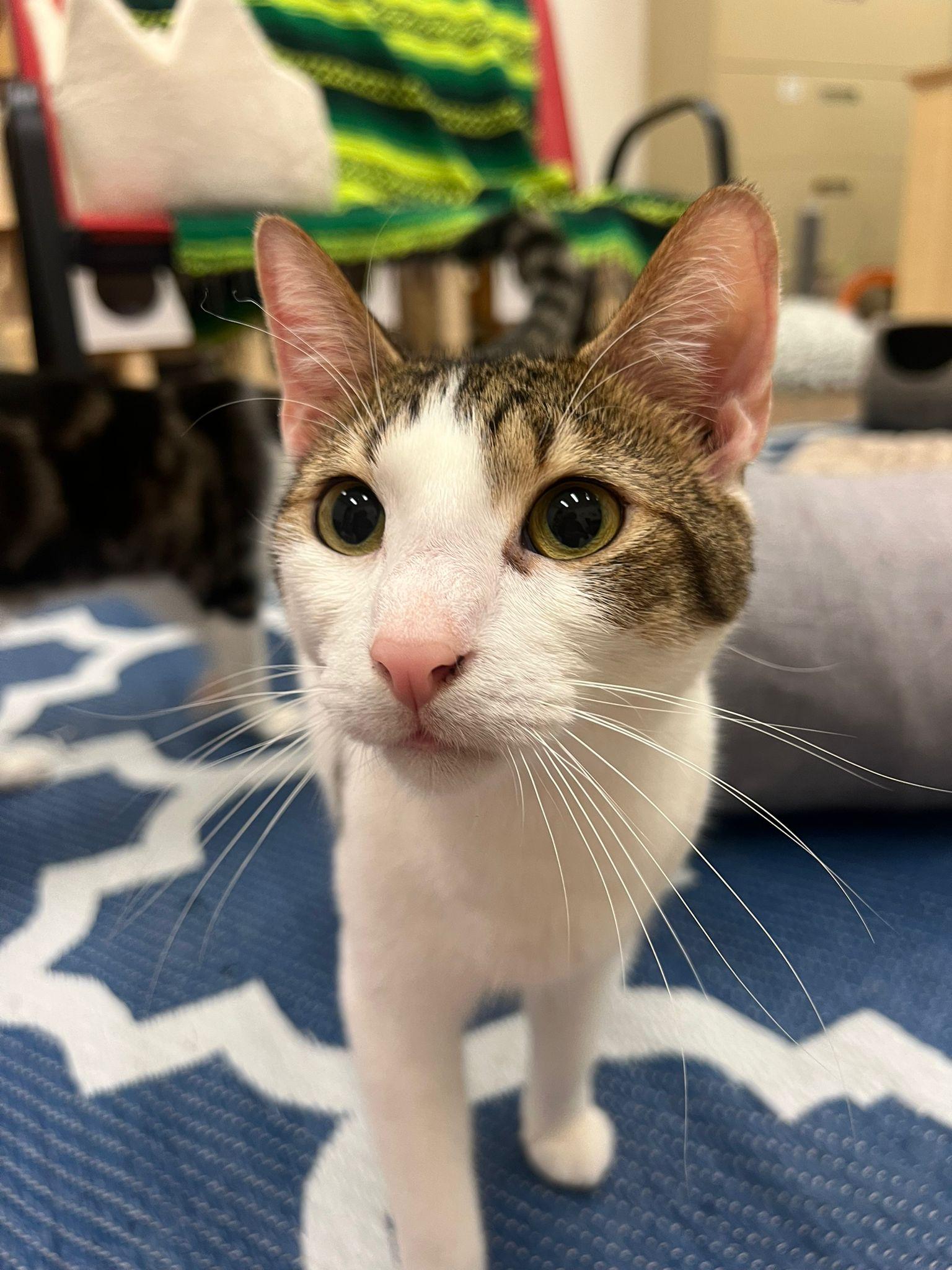 Enlarge Spot, a Adoptable Domestic Short Hair in Miami Beach, FL image 3/6