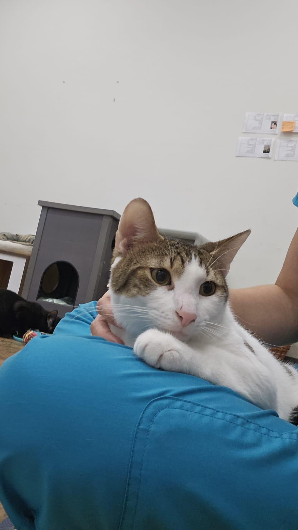 Enlarge Spot, a Adoptable Domestic Short Hair in Miami Beach, FL image 4/6