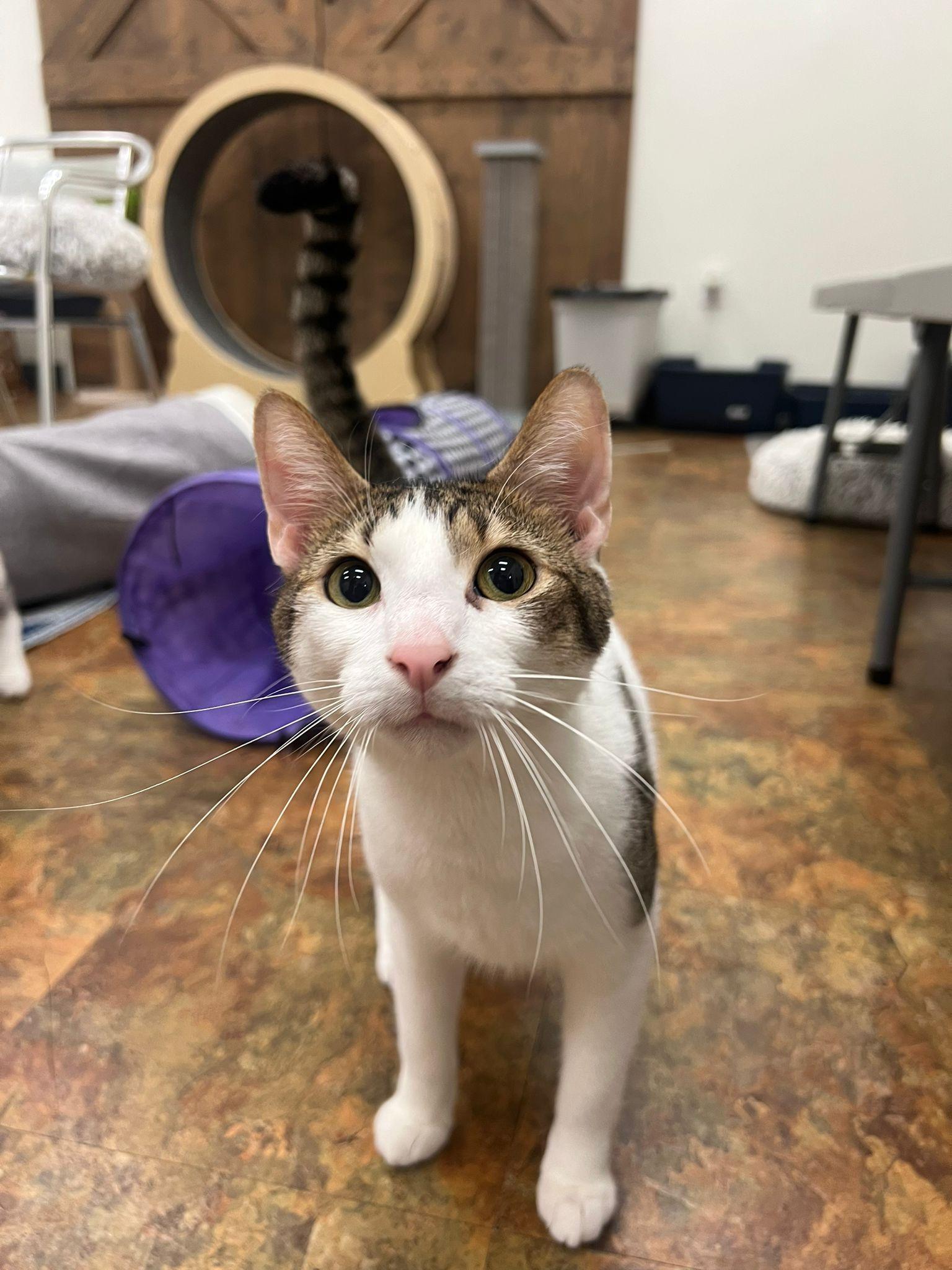 Enlarge Spot, a Adoptable Domestic Short Hair in Miami Beach, FL image 6/6