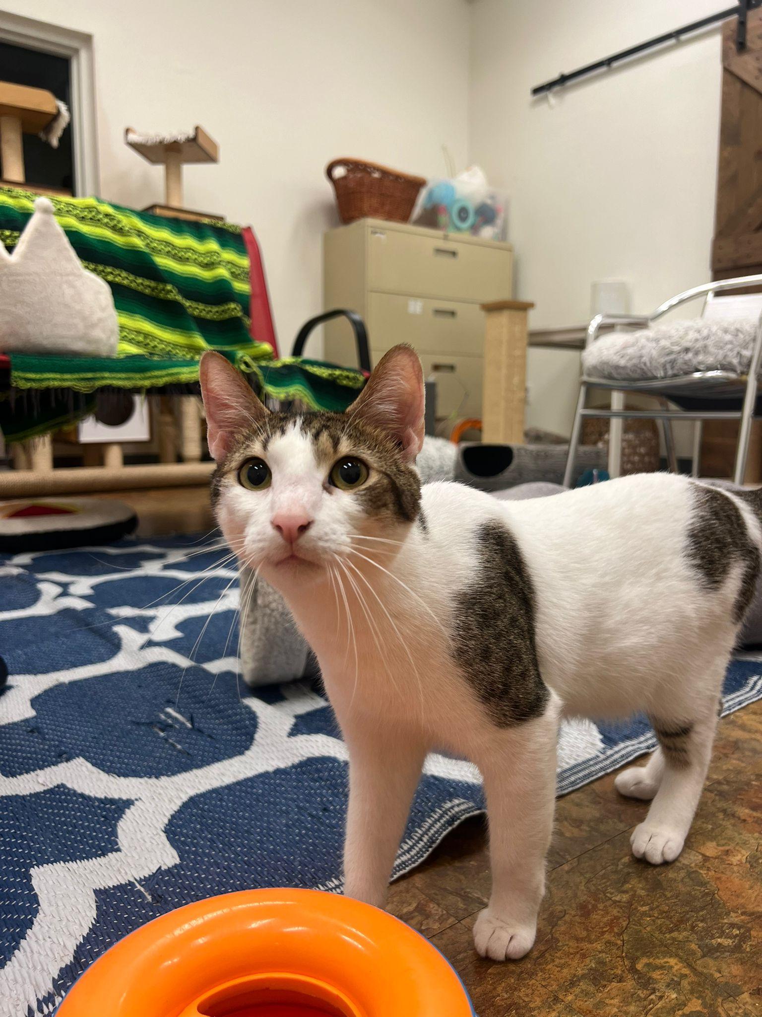 Enlarge Spot, a Adoptable Domestic Short Hair in Miami Beach, FL image 2/6