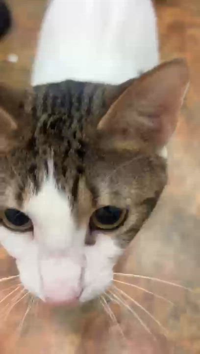 Enlarge Spot, a Adoptable Domestic Short Hair in Miami Beach, FL video 5/6